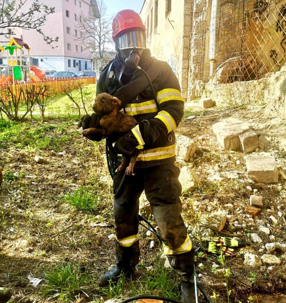 Căţel salvat de lucrătorii de la ISU dintr-un canal din Târgu Jiu