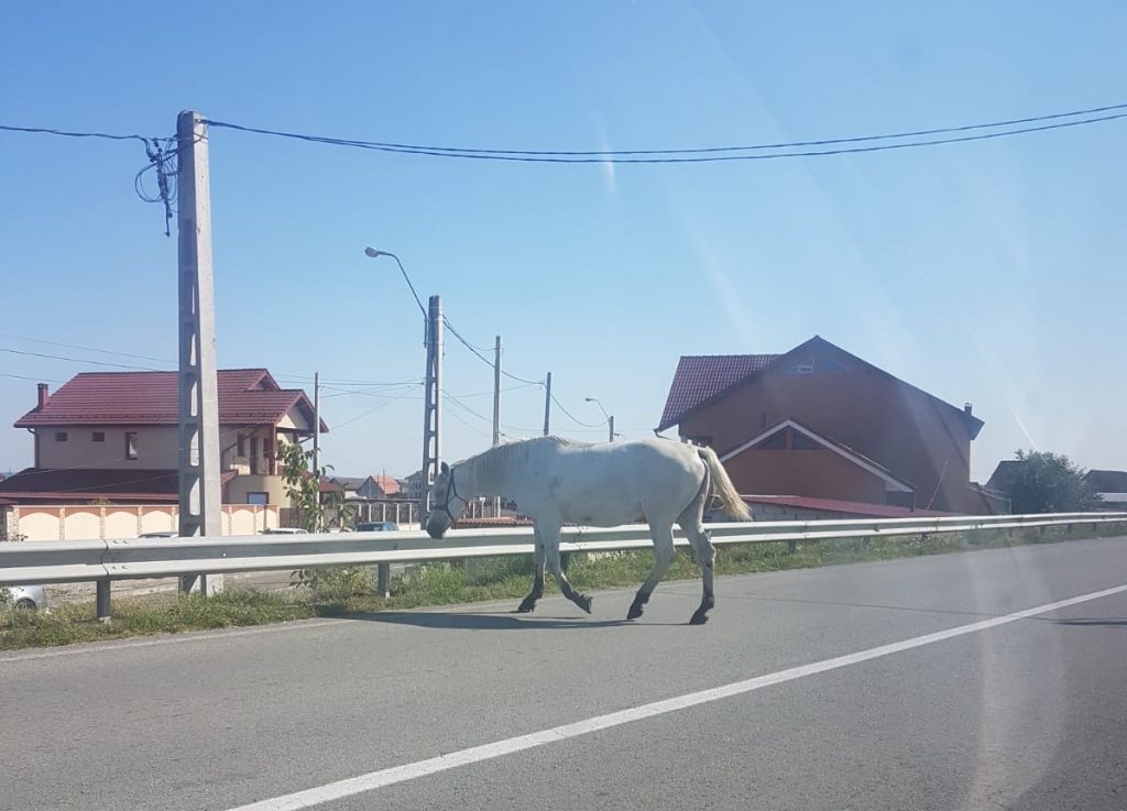 Cai lăsați liberi pe o stradă din Târgu Jiu