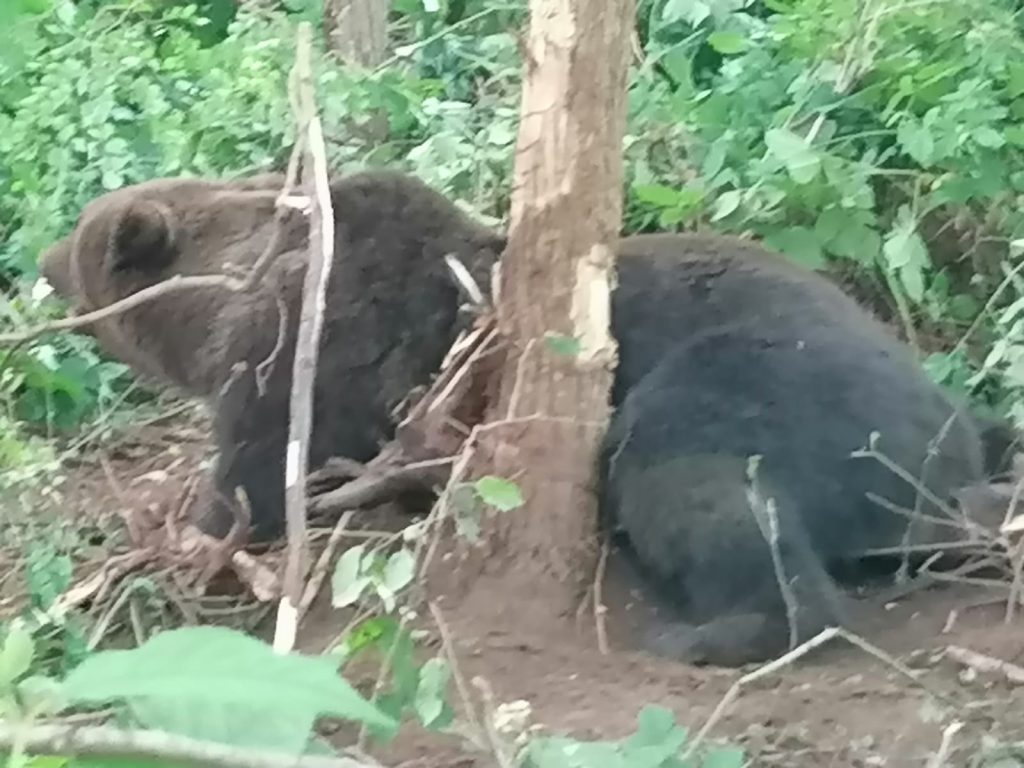 Urs prins în laț la marginea unui sat din localitatea Crasna