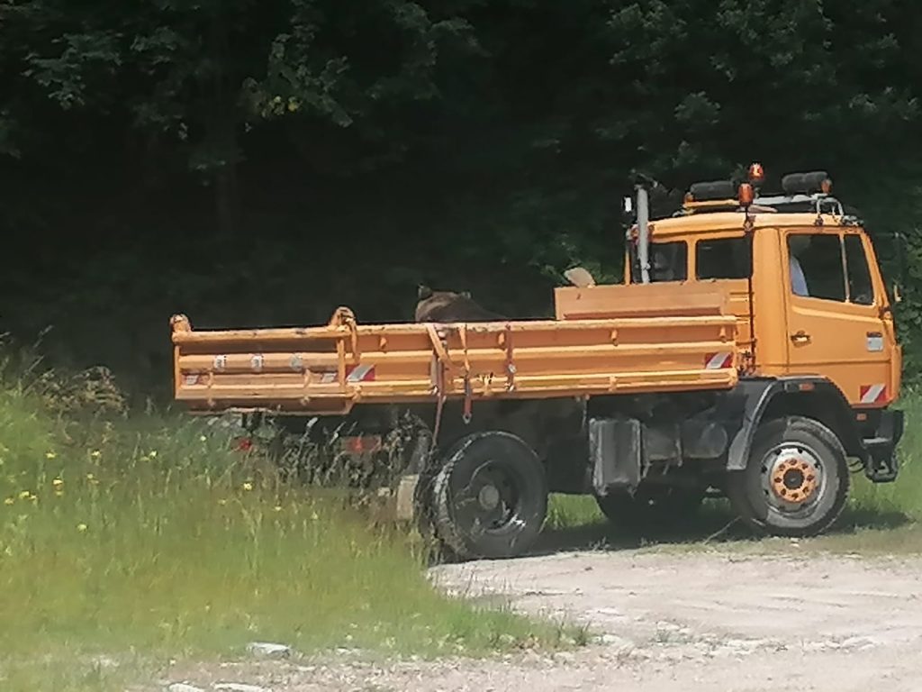 Ursul care a fost găsit lângă un sat din Crasna a fost relocat