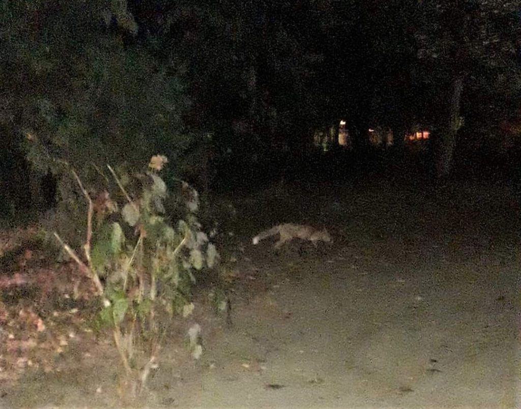 Vulpe în Parcul Central din Târgu Jiu, în apropierea operelor lui Brâncuși