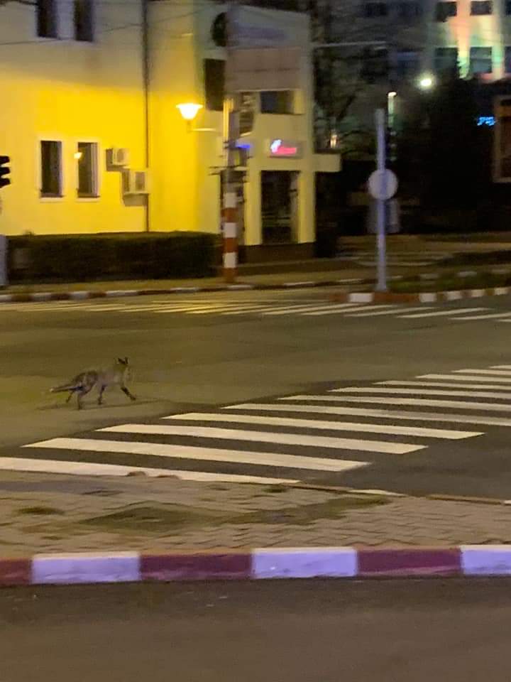 Vulpe, la plimbare prin centrul municipiului Târgu Jiu