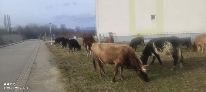 Zeci de bovine, într-un cartier din Târgu Jiu