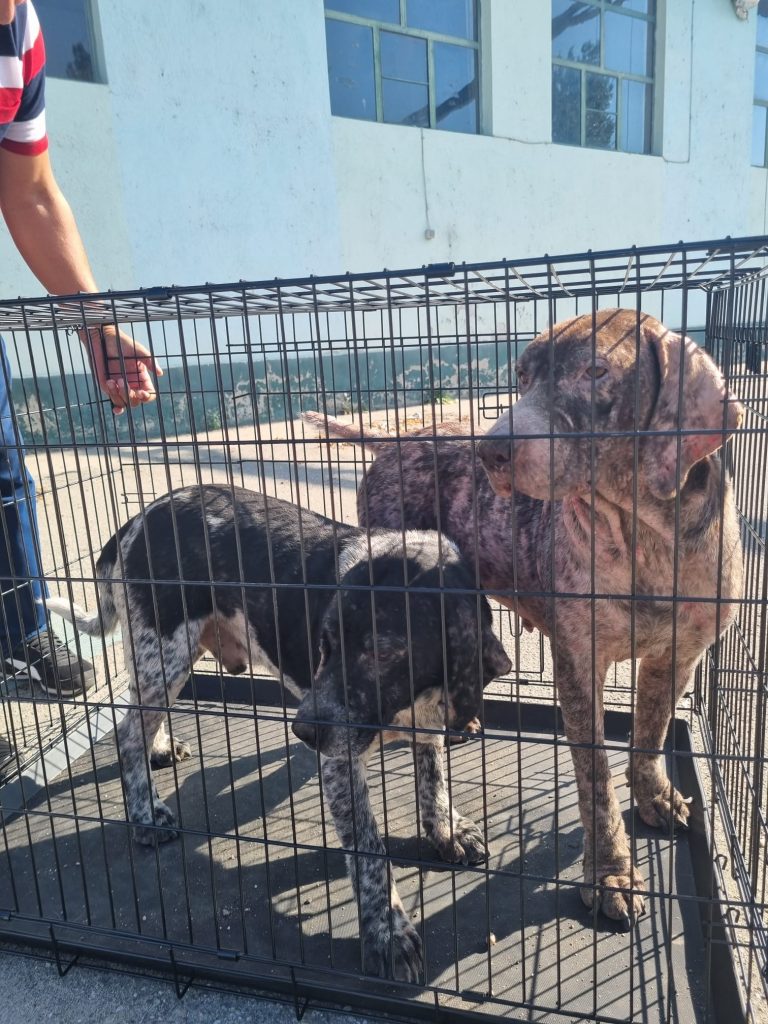 13 câini crescuți în condiții improprii. Au fost luați de Poliția Animalelor