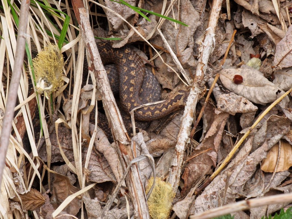 Vipera găsită în apropierea unei cabane din Rânca