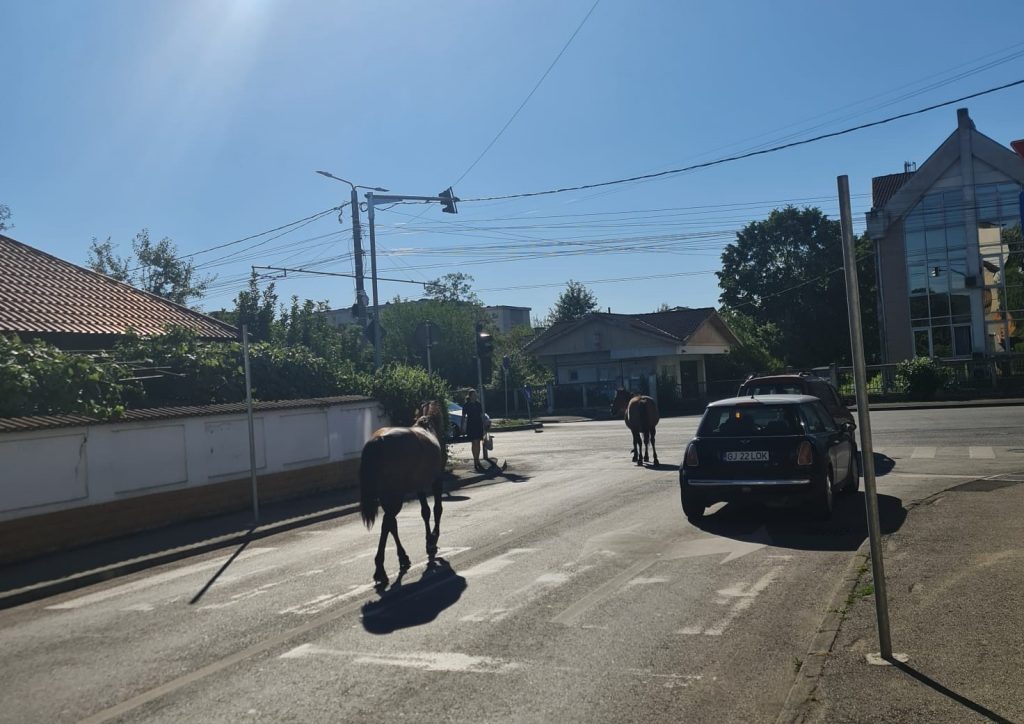 Cai lăsați liberi pe o stradă din Târgu Jiu