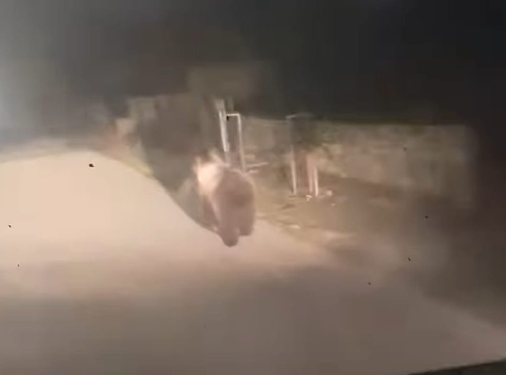 Urs filmat într-un sat din județul Gorj
