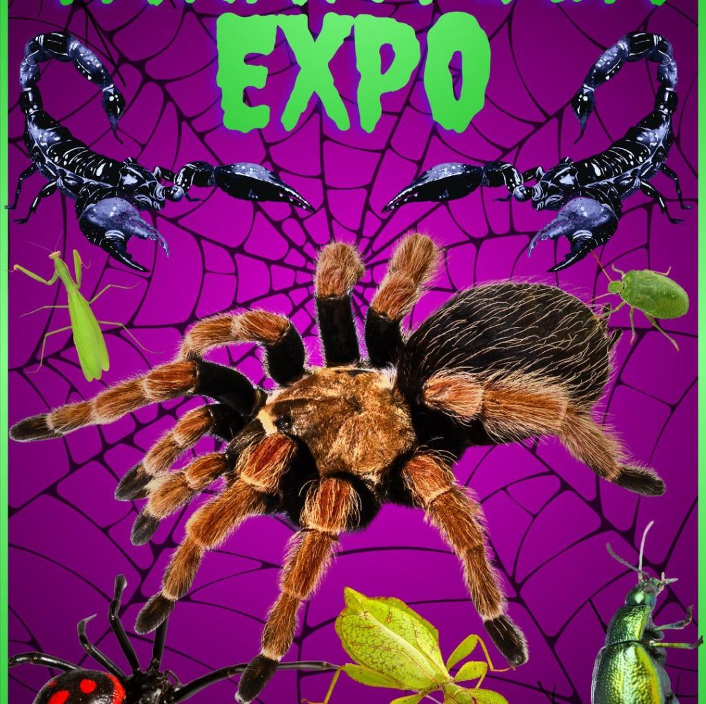 Expoziție de tarantule în Târgu Jiu