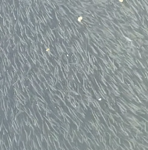 VIDEO Valuri de puiet observate pe lacul de acumulare din Târgu Jiu. „„Doamne, nu am mai văzut atâta puiet“