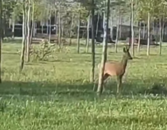 VIDEO Primarul Romanescu se laudă cu parcul pentru căprioare
