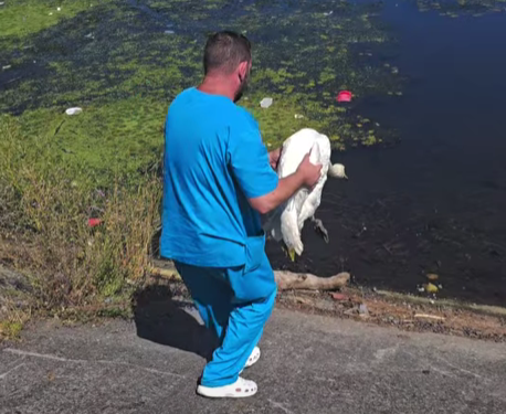 Lebădă eliberată în Jiu, după ce a fost tratată timp de trei săptămâni