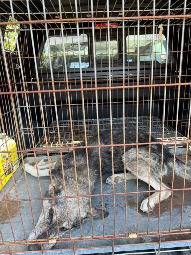 Câine otrăvit în comuna Urdari